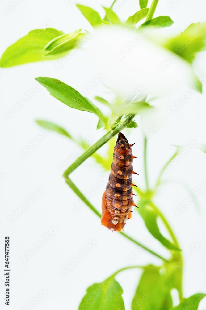 ホワイトバックに緑のビオラの茎で垂蛹になったばかりの赤っぽいのツマグロヒョウモン蝶、縦