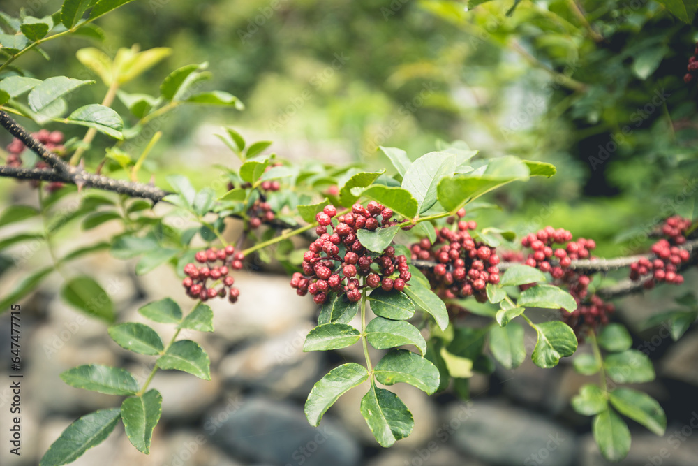 Sichuan Peppercorn grow on tree Sichuan Peppercorn grow on tree