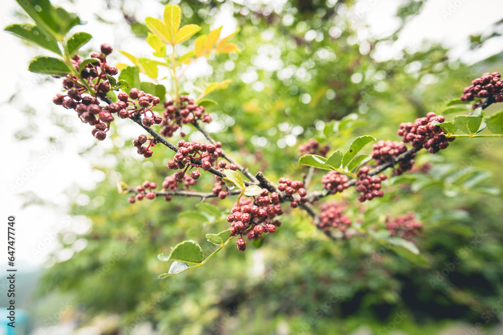 Sichuan Peppercorn grow on tree Sichuan Peppercorn grow on tree