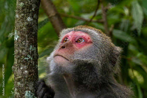 close up of a macaque