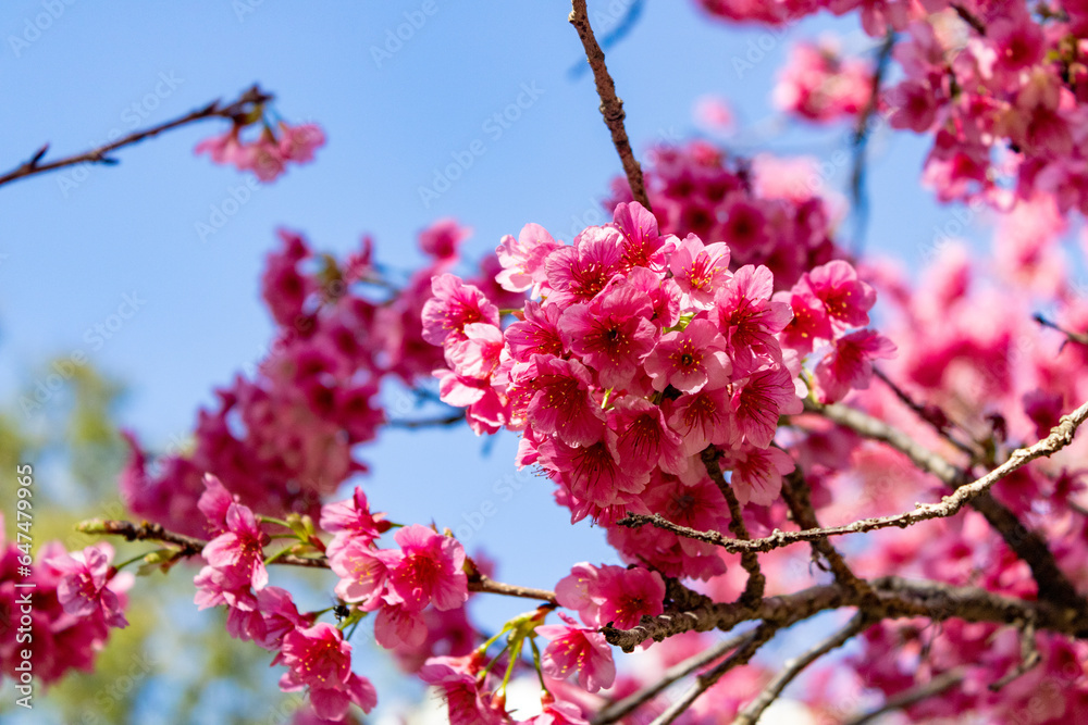 Flor de cerejeira