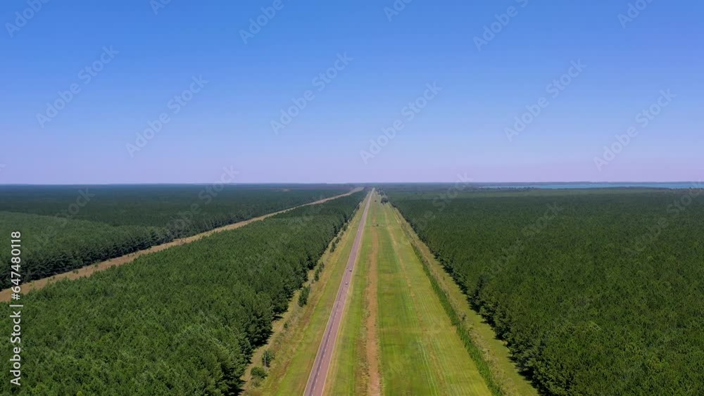 Drone view of Road crossing pine plantation, vanishing at. the horizon Drone view of Road crossing pine plantation, vanishing at. the horizon