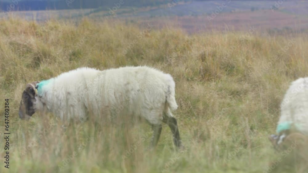 Sheep In Dry Grassy Field Sheep In Dry Grassy Field