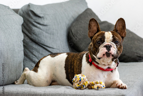 French bulldog wanting to play with his ball, looking at the camera, domestic animals concept, selective focus