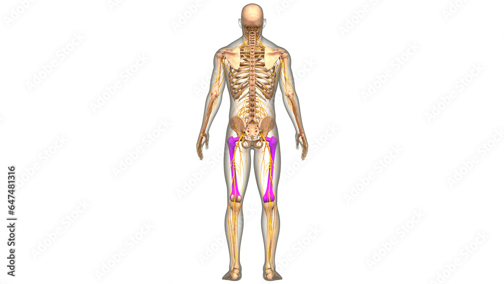 Human Skeleton System Femur Bone Joints Anatomy Human Skeleton System Femur Bone Joints Anatomy