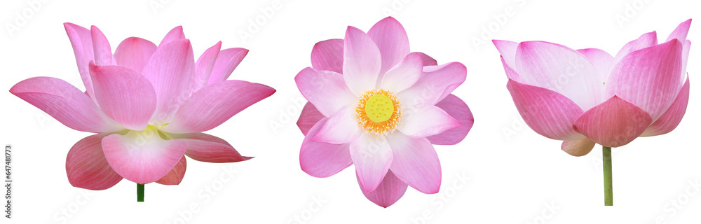 Collection of  beautiful pink lotus flower on isolated background. Tropical water plant concept