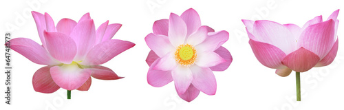 Collection of beautiful pink lotus flower on isolated background. Tropical water plant concept