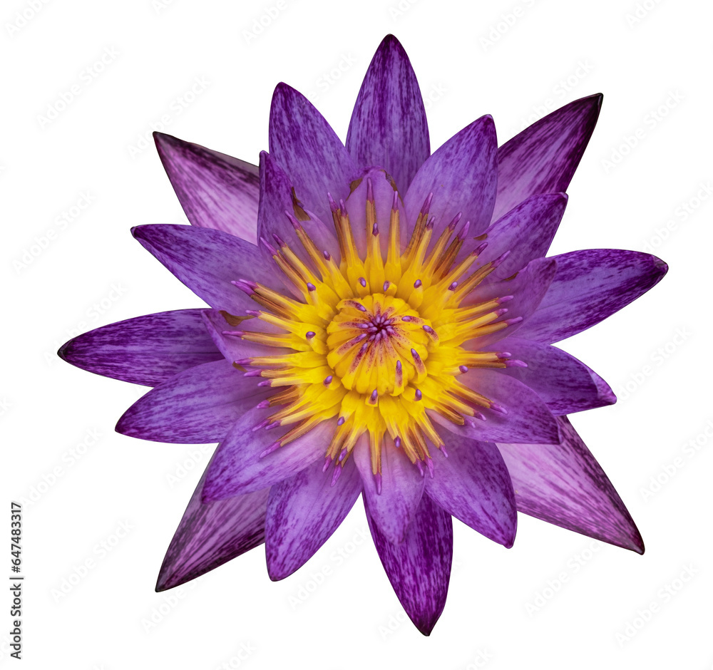 Beautiful purple lotus flower on isolated background.