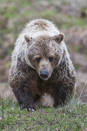Wallpaper Mural Brown Bear In Denali National Park, Interior Alaska, Spring Torontodigital.ca