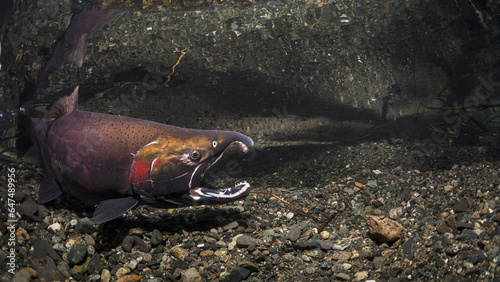 Gaping Male Coho Salmon (Oncorhynchus Kisutch) Challenging Another Fish In An Alaskan Stream During Autumn. photo