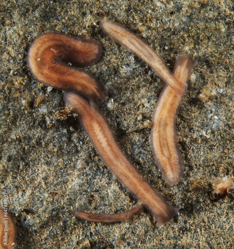 The Planarian Polycelis Coronata Borealis Is Commonly Found Living On The Underside Of Rocks In Alaska Salmon Streams