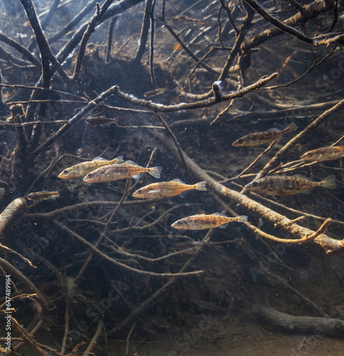 Three-Spine Stickleback (Gasterosteus Aculeatus) And A Coho Salmon (Oncorhynchus Kisutch) Fry Near A Submerged Rootwad In An Alaskan Stream During Spring.