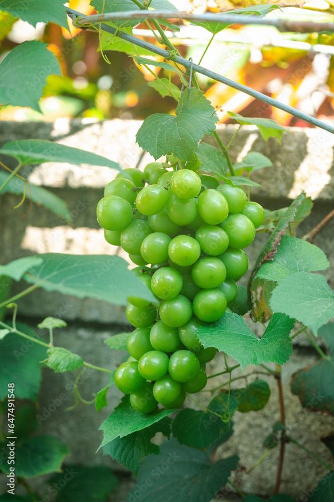 Ripe grapes growing in vineyard, Vineyard with ripe grapes, organic farm. green fruit. 