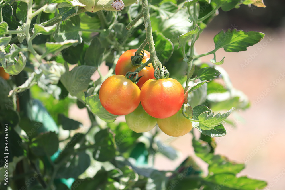 赤く色づくミニトマト家庭菜園
