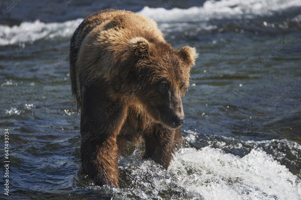 A Brown Bear (Ursus Arctos) Walking And Fishing Along The Shallow Rapids Of Brooks River; Alaska, United States Of America A Brown Bear (Ursus Arctos) Walking And Fishing Along The Shallow Rapids Of Brooks River; Alaska, United States Of America