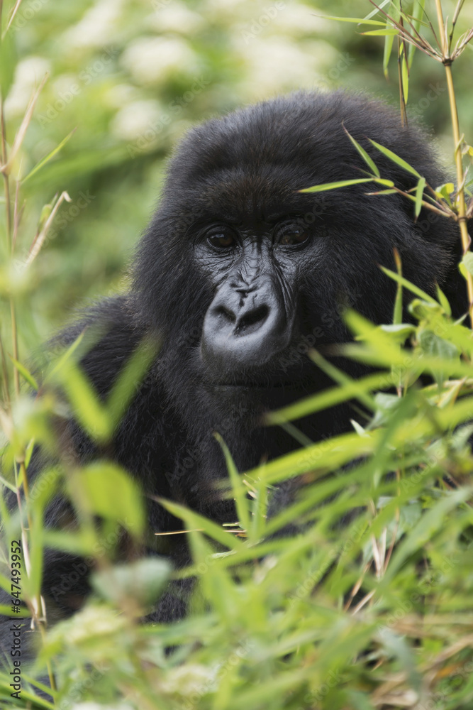 An Eastern Gorilla (Gorilla Beringei) Looks Straight At The Camera Between The Leaves And Branches Of Various Bushes, Surrounded By The Dense Green Undergrowth Of The Forest; Nkuli, Western Province, An Eastern Gorilla (Gorilla Beringei) Looks Straight At The Camera Between The Leaves And Branches Of Various Bushes, Surrounded By The Dense Green Undergrowth Of The Forest; Nkuli, Western Province,