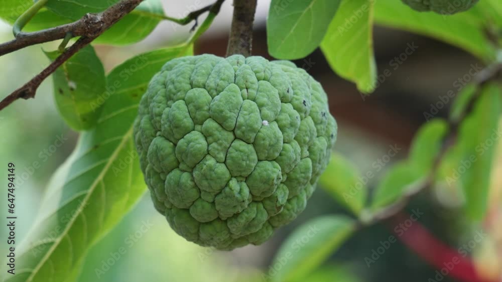 One Custard apple or sweetsop or sugar apple fruits on the tree The custard apple tree grows up to a height of 5 to 10 feet
One Custard apple or sweetsop or sugar apple fruits on the tree The custard apple tree grows up to a height of 5 to 10 feet