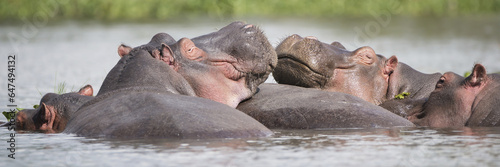 Two Hippos (Hippopotamus Amphibius) In A Group In A Lake, Resting Their Heads On The Back Of Another Hippopotamus, Green Vegetation On The Shore In The Distance; Kenya photo