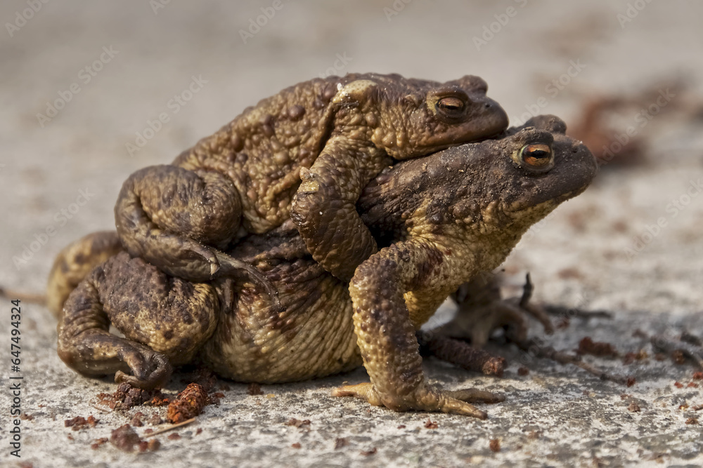 Female Toad Carrying Baby On Her Back; Brest, Belarus Female Toad Carrying Baby On Her Back; Brest, Belarus