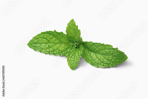 Mint Leaves On A Stem On White Background; Toronto, Ontario, Canada