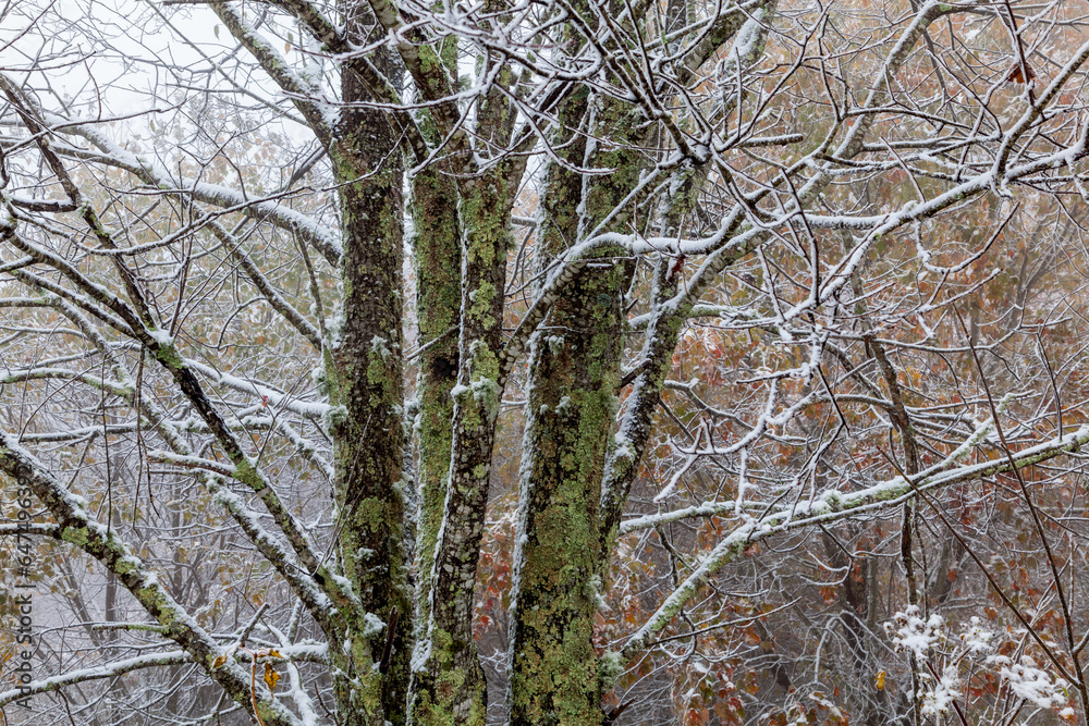 Winter Landscape near Max Patch in Pisgah National Forest Winter Landscape near Max Patch in Pisgah National Forest