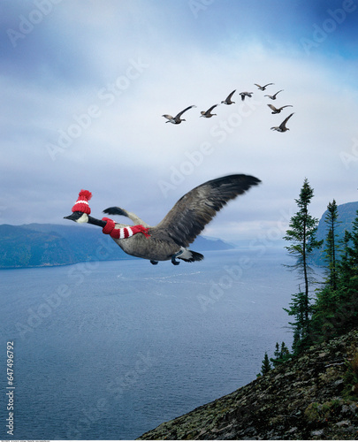 Canada Goose Flying with Toque And Scarf photo