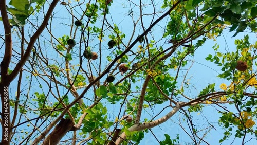 Flocks of wild pigeons and sparrows flitted about in the sky