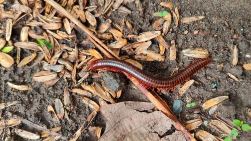 Millipedes crawl on the ground in a wildlife sanctuary on a natural valley