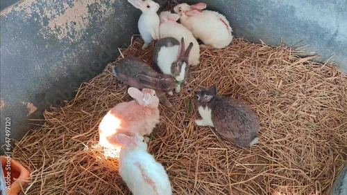 Group of cute little rabbits Healthy colorful rabbits on a natural background rabbit farm