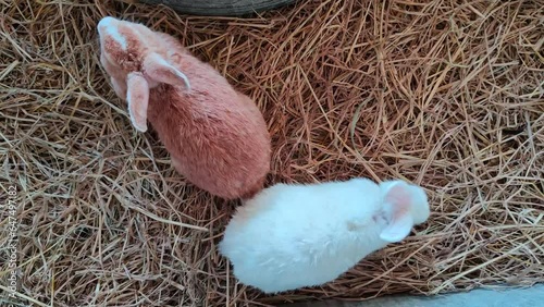 Group of cute little rabbits Healthy colorful rabbits on a natural background rabbit farm