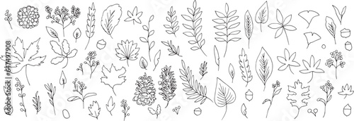 秋の植物ベクターイラスト。秋の紅葉と木の実の背景セット。可愛い落ち葉のベクターイラスト。Autumn plants vector illustration. Autumn leaves and nuts background set. Cute falling leaves vector illustration.