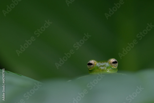 Green Frog Resting on Leaves