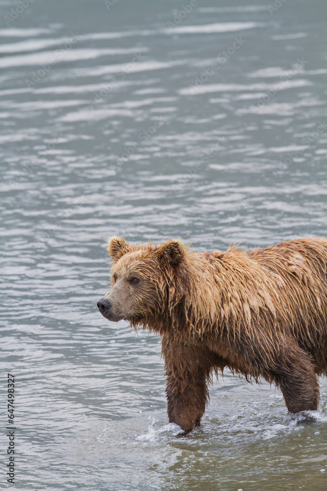 A coastal brown bear stands in the middle of horn river looking for migrating salmon at chinitna bay lake clark national park and preserve; Alaska united states of america A coastal brown bear stands in the middle of horn river looking for migrating salmon at chinitna bay lake clark national park and preserve; Alaska united states of america