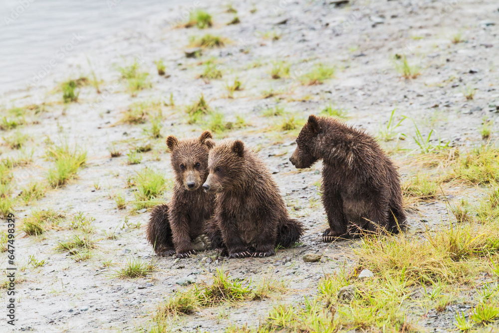 © Designpics - Three brown bear spring cubs wait on the bank of horn river for their mother to bring a fish at chinitna bay lake clark national park and preserve; Alaska united states of america © Designpics - Three brown bear spring cubs wait on the bank of horn river for their mother to bring a fish at chinitna bay lake clark national park and preserve; Alaska united states of america