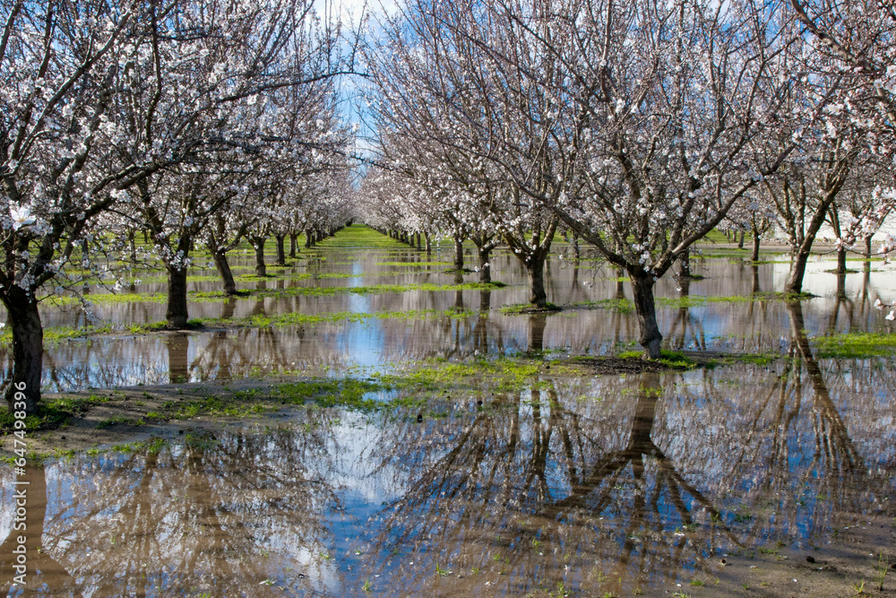 Agriculture - Standing water in a blooming almond orchard cause by excessive rain / near Manteca, California, USA. Agriculture - Standing water in a blooming almond orchard cause by excessive rain / near Manteca, California, USA.