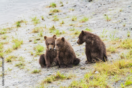 Three brown bear spring cubs wait on the bank of horn river for their mother to bring a fish at chinitna bay lake clark national park and preserve; Alaska united states of america