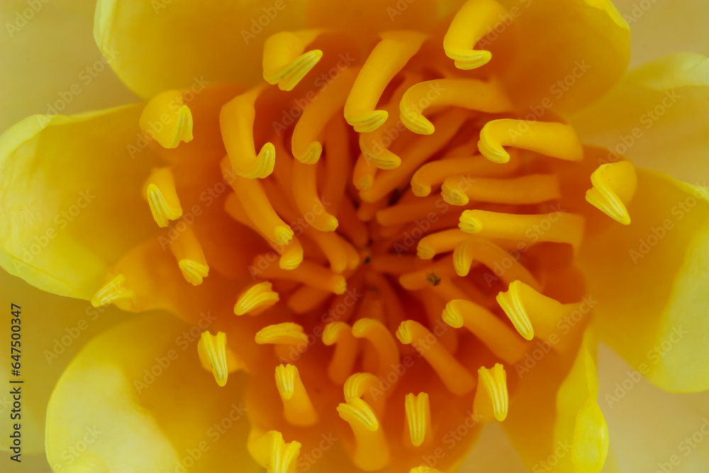 Yellow lotus isolate on white Yellow lotus isolate on white