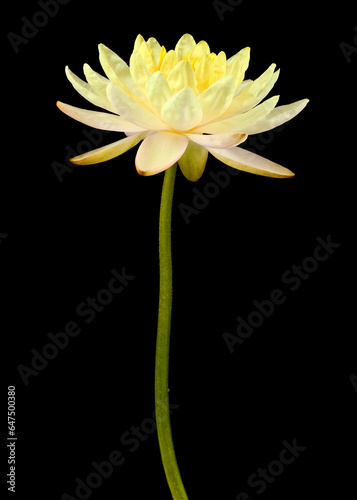 Yellow lotus isolate on black