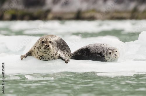 Harbor Seals (Phoca Vitulina) Hauled Out On Iceberg In Front Of Dawes Glacier In Endicott Arm Or Tracy Arm-Fords Terror Wildernesss In Southeast Alaska, South Of Juneau; Alaska, United States Of Ameri photo