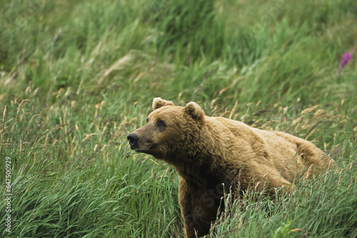 Brown Bear (Ursus Arctos) Sitting In The Grass, Mcneil River State Game Sanctuary; Alaska, United States Of America photo