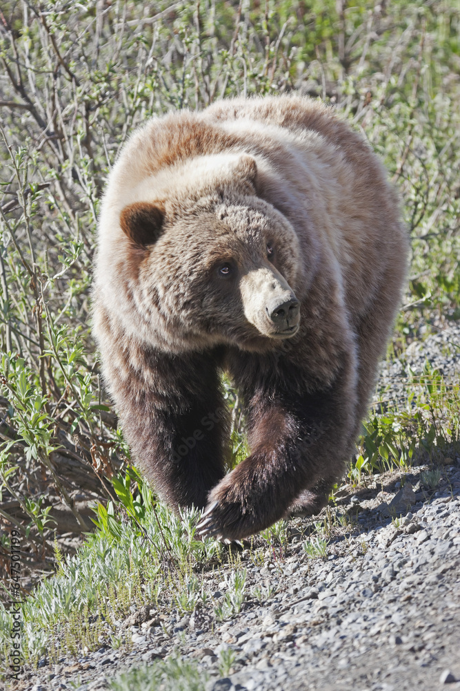 Brown Bear (Ursus Arctos) Near Park Road In Denali National Park, Early Summer, Interior Alaska; Alaska, United States Of America Brown Bear (Ursus Arctos) Near Park Road In Denali National Park, Early Summer, Interior Alaska; Alaska, United States Of America