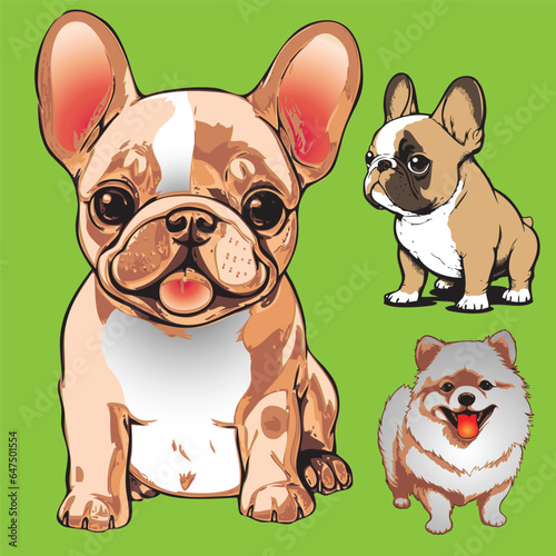 bulldog puppy