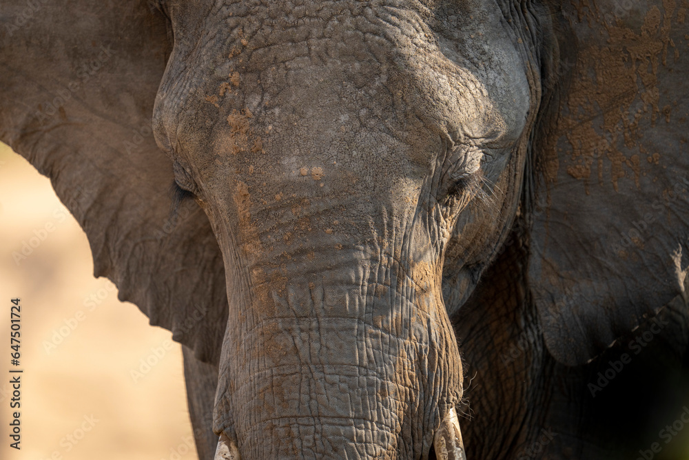 Close-up portrait of an African bush elephant calf (Loxodonta africana) on the savannah, looking down; Segera, Laikipia, Kenya Close-up portrait of an African bush elephant calf (Loxodonta africana) on the savannah, looking down; Segera, Laikipia, Kenya