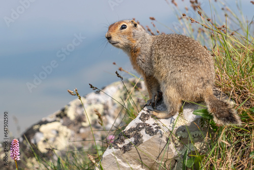 Close-up portrait of an Arctic Ground Squirrel (Urocitellus parryii) sitting on a rock on a mountain top, looking towards the camera; Yukon, Canada photo