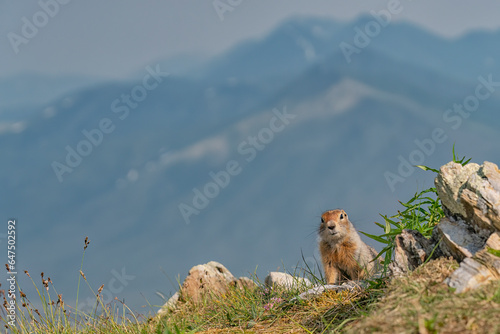 Portrait of an Arctic Ground Squirrel (Urocitellus parryii) sitting on a mountain top, looking out between the rocks, while looking at the camera; Yukon, Canada photo