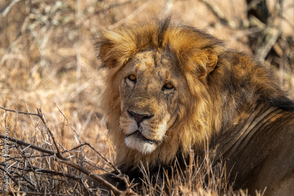 Close-up portrait of a male lion (Panthera leo) lying down, watching camera; Laikipia, Kenya Close-up portrait of a male lion (Panthera leo) lying down, watching camera; Laikipia, Kenya