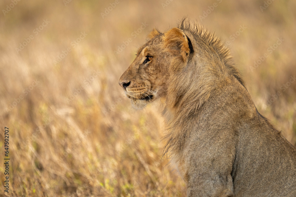 Close-up portrait of a young, male lion (Panthera leo) sitting in profile; Laikipia, Kenya Close-up portrait of a young, male lion (Panthera leo) sitting in profile; Laikipia, Kenya
