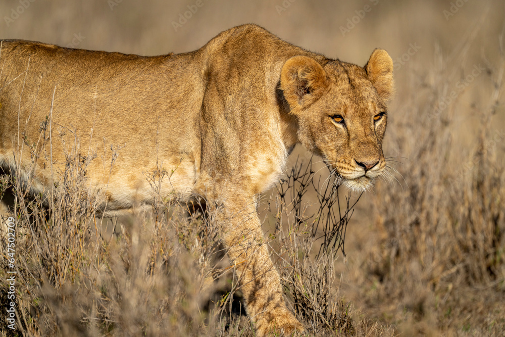 Close-up of a young, male lion (Panthera leo) crossing savannah; Laikipia, Kenya Close-up of a young, male lion (Panthera leo) crossing savannah; Laikipia, Kenya