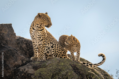 Close-up portrait of a leopard (Panthera pardus) cub looking at an adult leopard sitting on a rocky hillside; Laikipia, Kenya photo