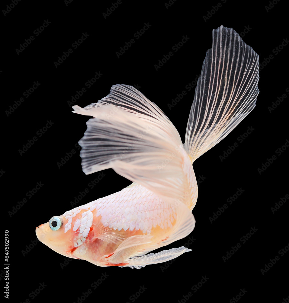 Obraz premium Betta fish, siamese fighting fish, betta splendens isolated on black background